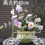 ���� �t�����[�A�����W/����